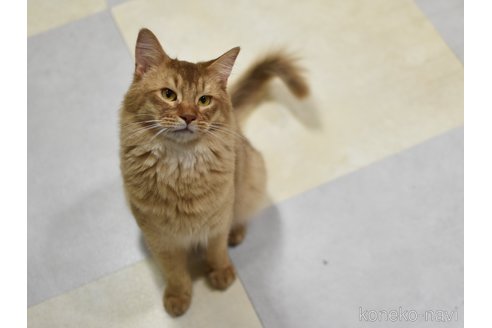 成約済の大阪府のソマリ-80191の6枚目